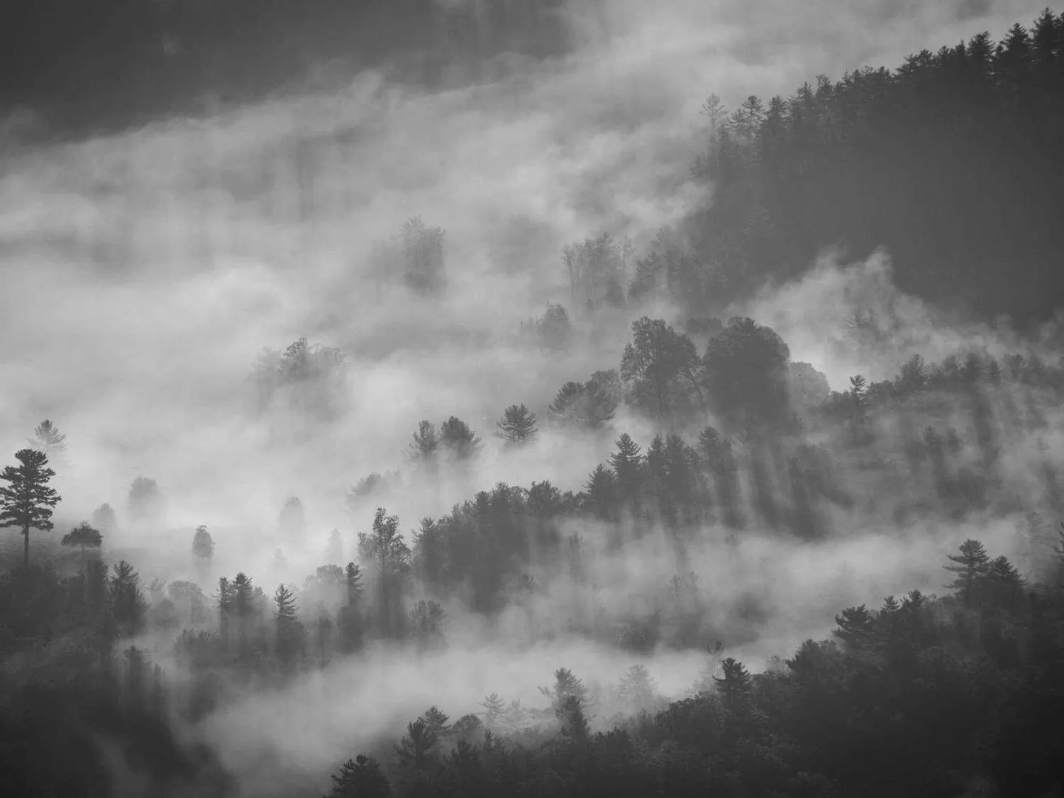 A conifer forest dissolving into morning fog.